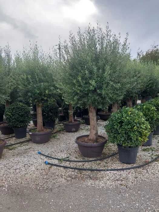 Măslin Olea European de vanzare