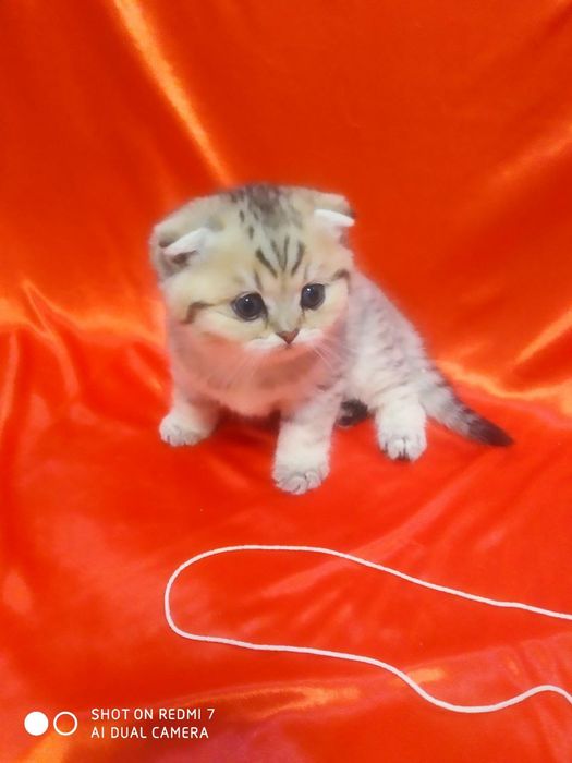 Продаются катята