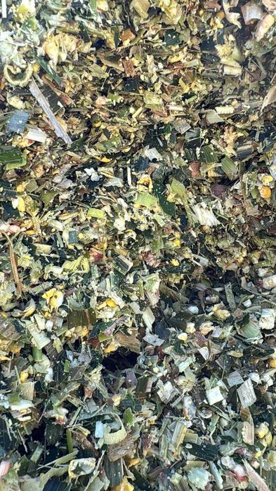 Porumb siloz vrac 2025