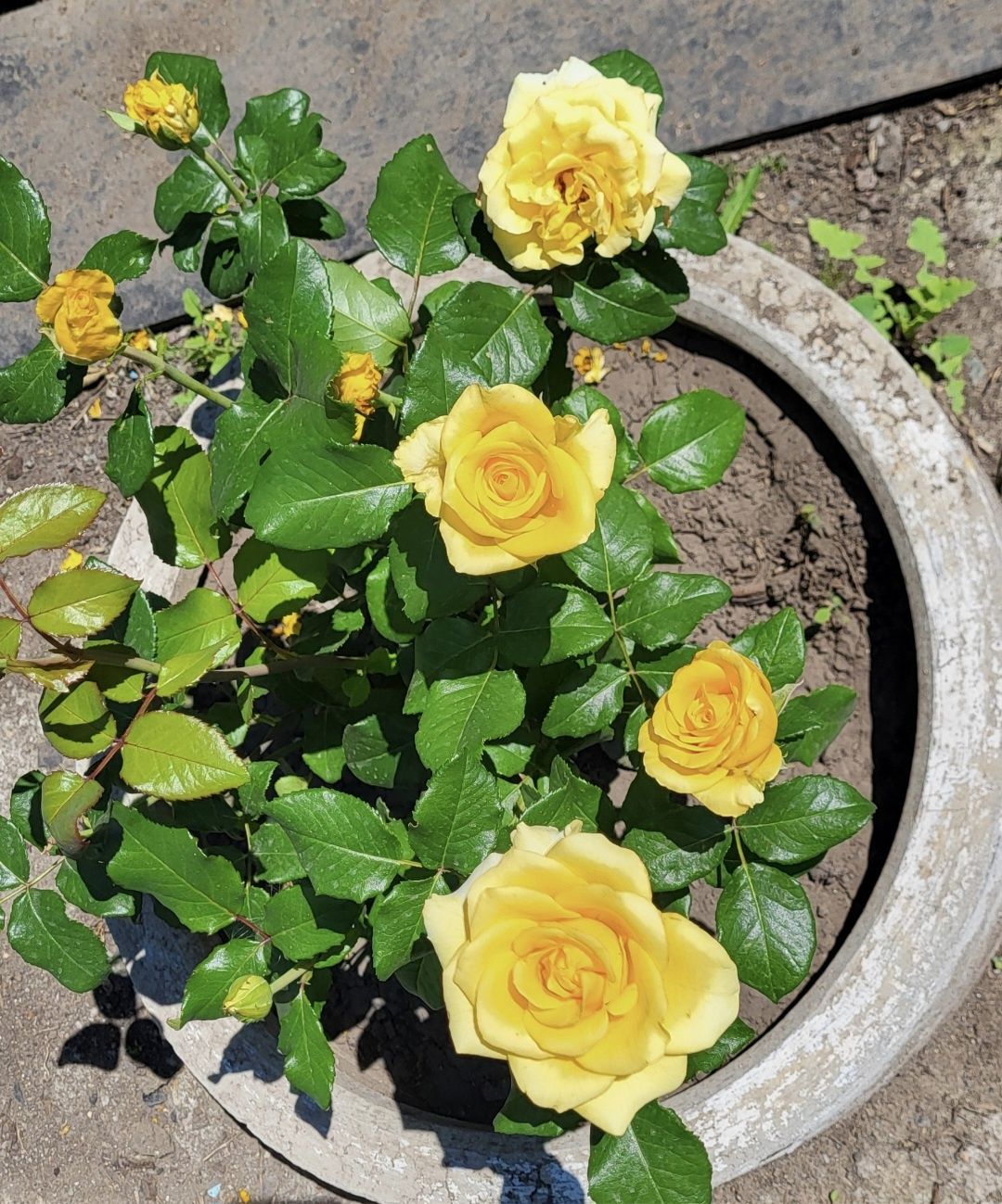 Продаётся дача 6 соток
