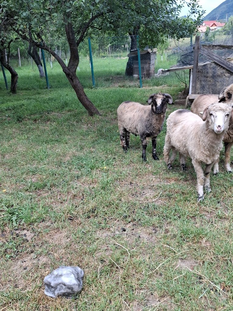 Berbecuți disponibili