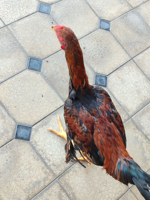 Dakan xo‘roz Yosh endi qichqrishi boshlavoti