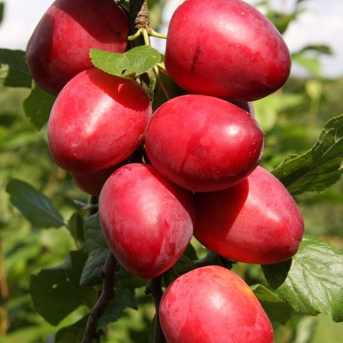 Pomi fructiferi columnari!