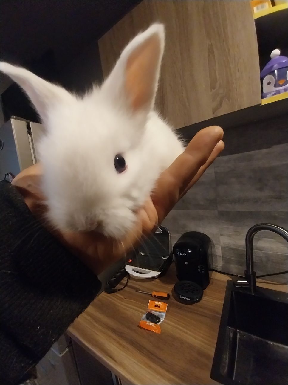 Pui iepurasi Miny toy,  rasa pitca, nu cresc mari