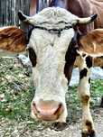 Vaca de lapte de vanzare