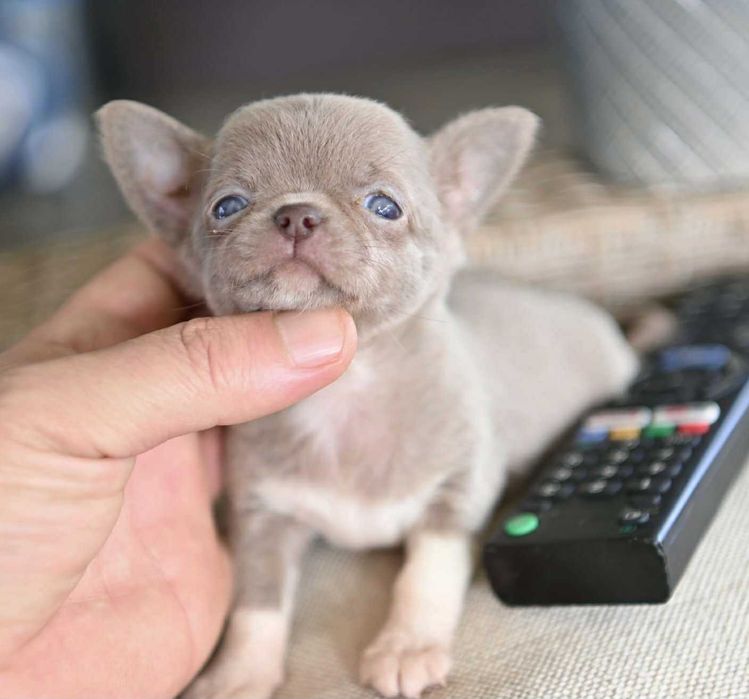 Женско миниатюрно чихуахуа лилаво