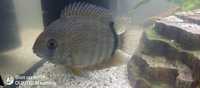 Flowerhorn, Severum,J.D