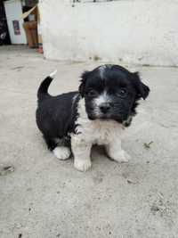 Bichon havanez alb, alb negru