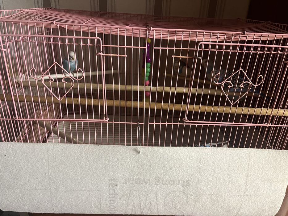 Продам домашних попугай