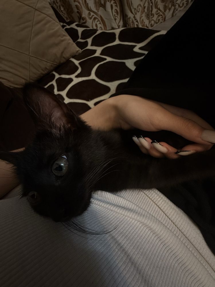 Котенок, девочка