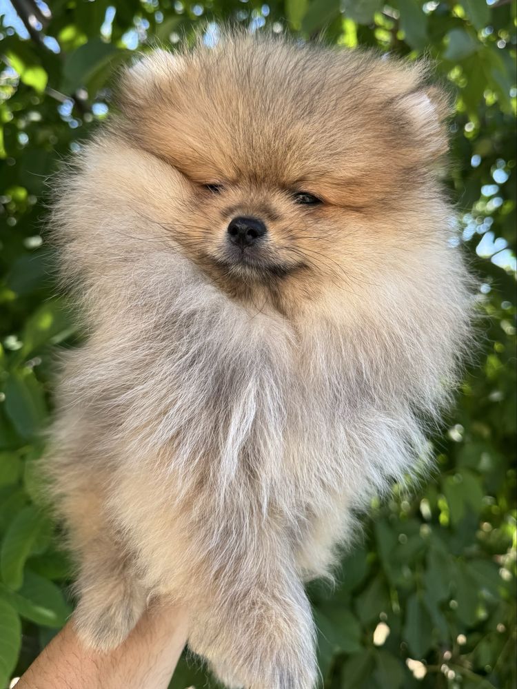 Pomeran Bear face