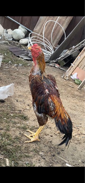 Продается петух хороших кровей вес был 4900 передрался через клетку