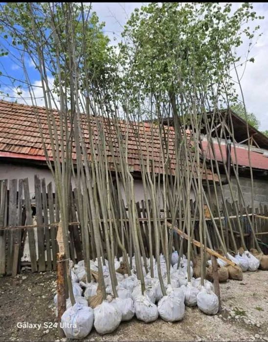 Mesteacăn, Arțar, Tei la Balot | Transport Personal & Plată La Livrare