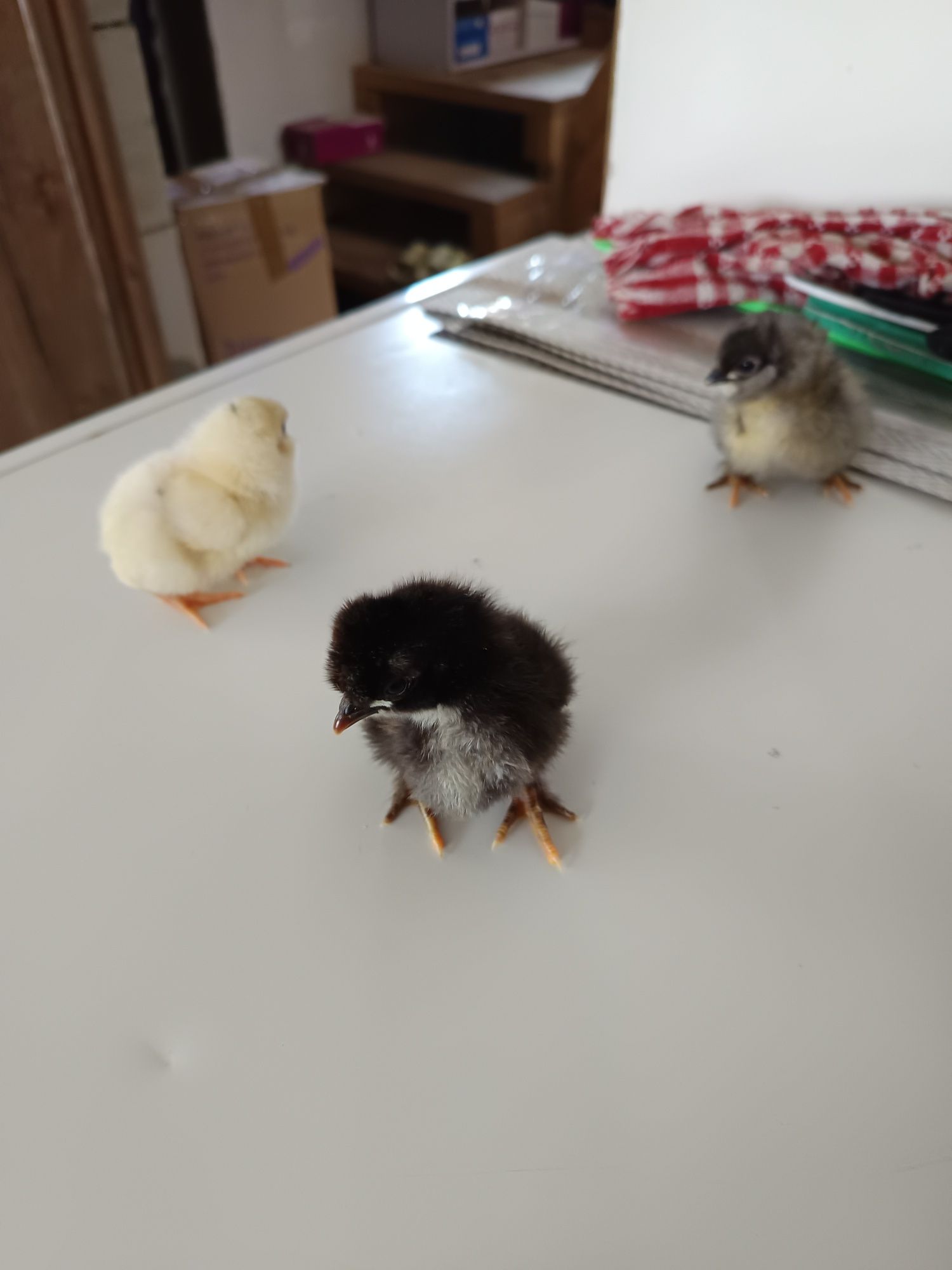 Pui de țară și australorp