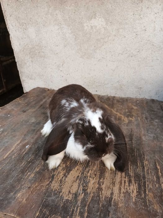 Vand masculi berbec german