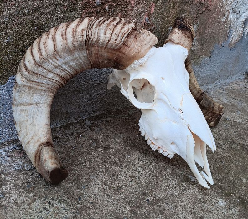 Череп от овен,с рогата.Коч.