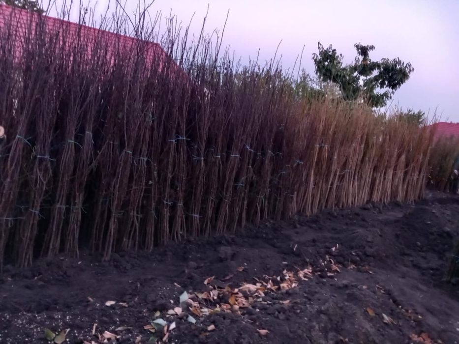 Vând pomi fructiferi si columnari anul 3