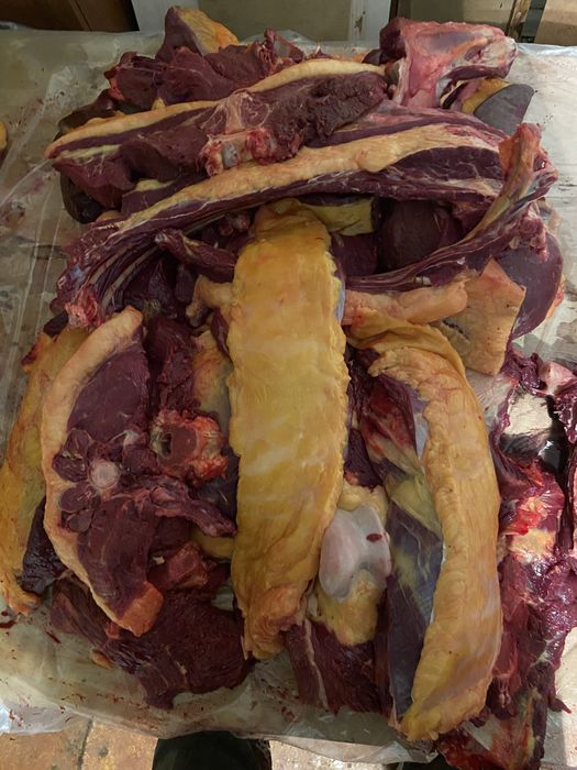 Мясо конина ет жылкы байтал с поля