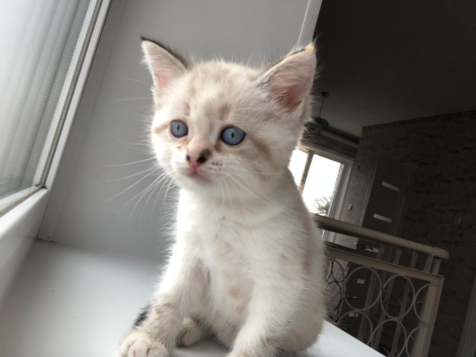 Красивые котята 1,5мес