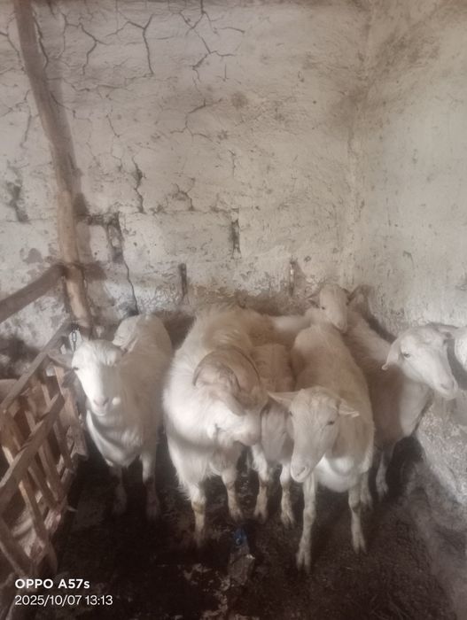 Ешкілер,Теке,лактар