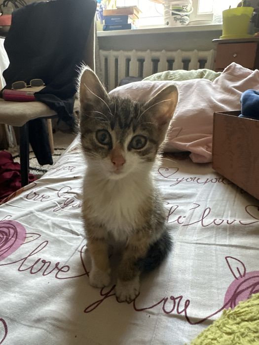 Кошки милые бесплатно