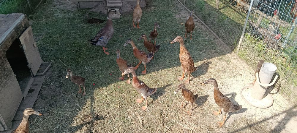 Rata indiana, rata alergatoare