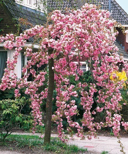 Cires japonez ( prunus serrulata ) 3m