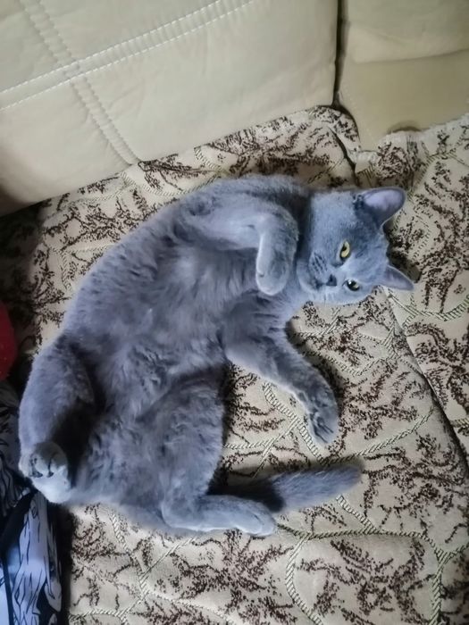 Отдам кошку в добрые руки