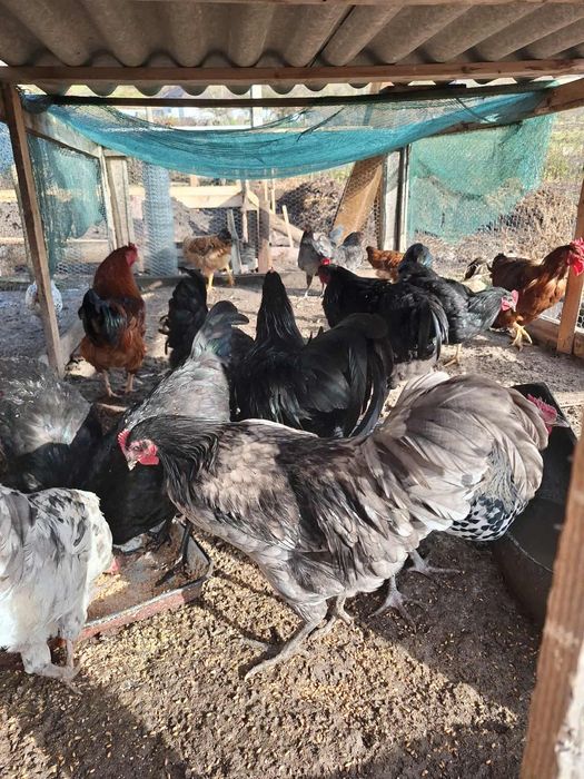 Vand cocoși din primăvară,prețuri între 50-100 lei