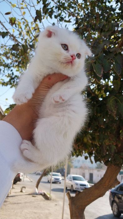 Шотландский вислоухий мушук болалари