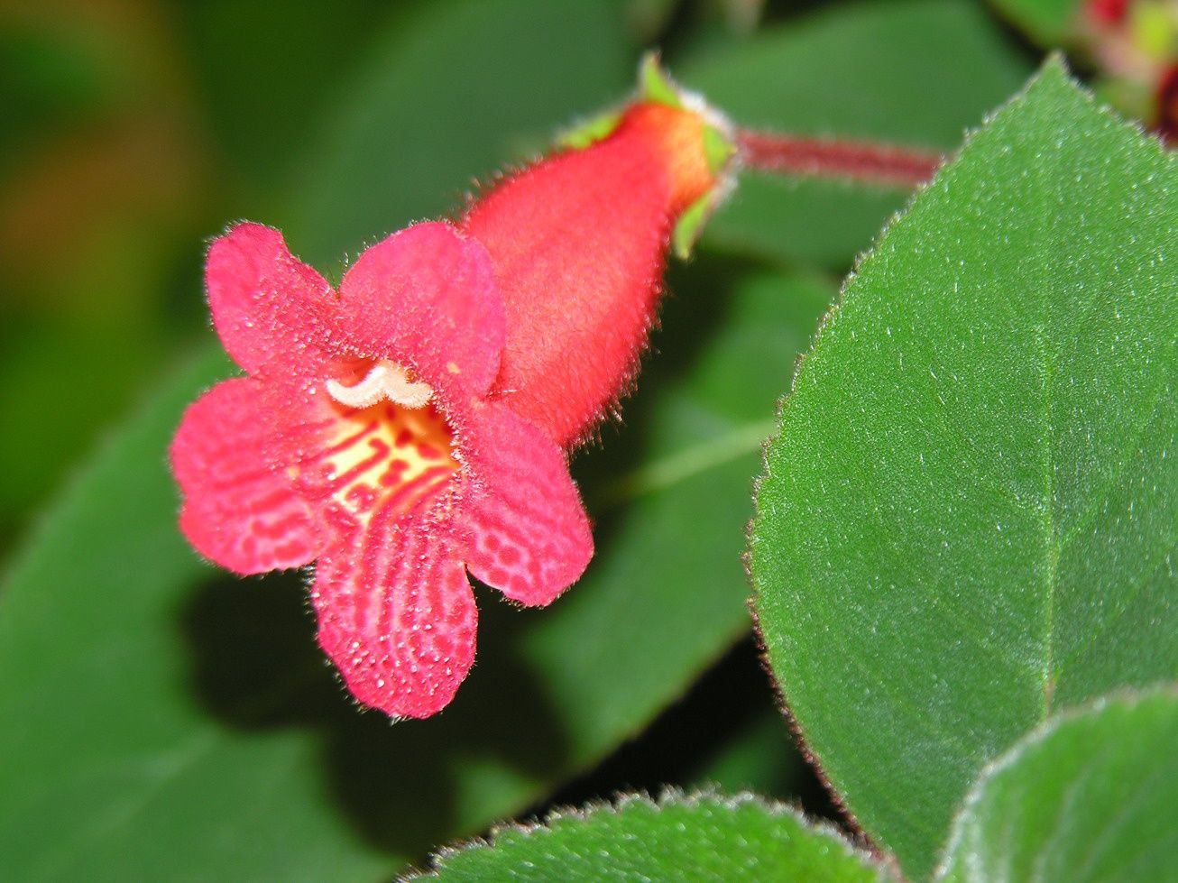 Kohleria floare de interior Rosie