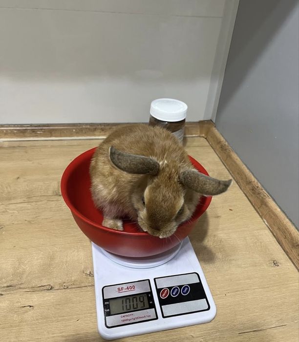 кролик лулу ищет семью