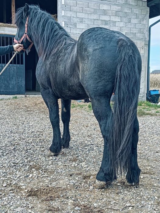 Manz semigreu negru 2 ani