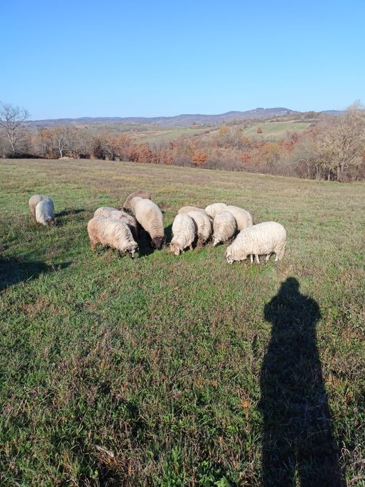 Vând Oi Țurcane.