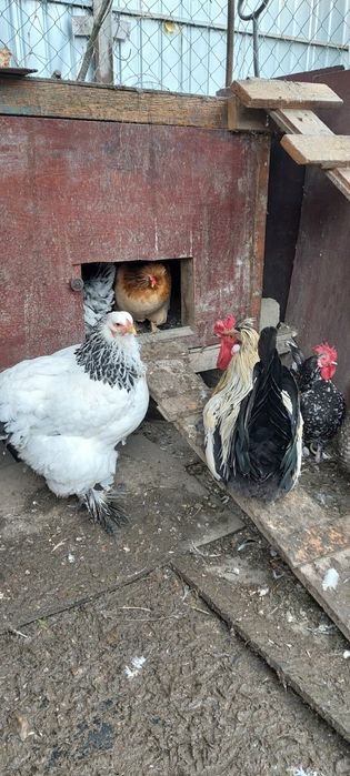 Vând 4 găini și un cocoș.