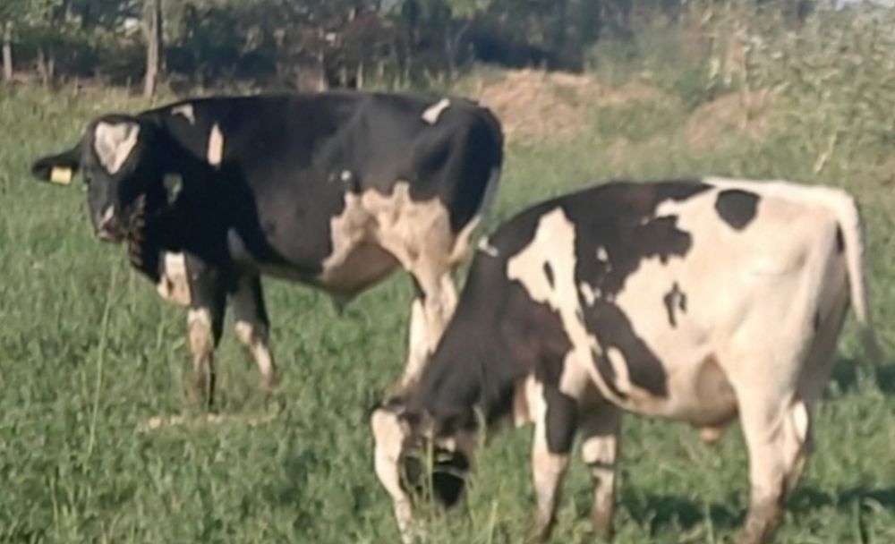 Tauri/ Tauri mari/ montă