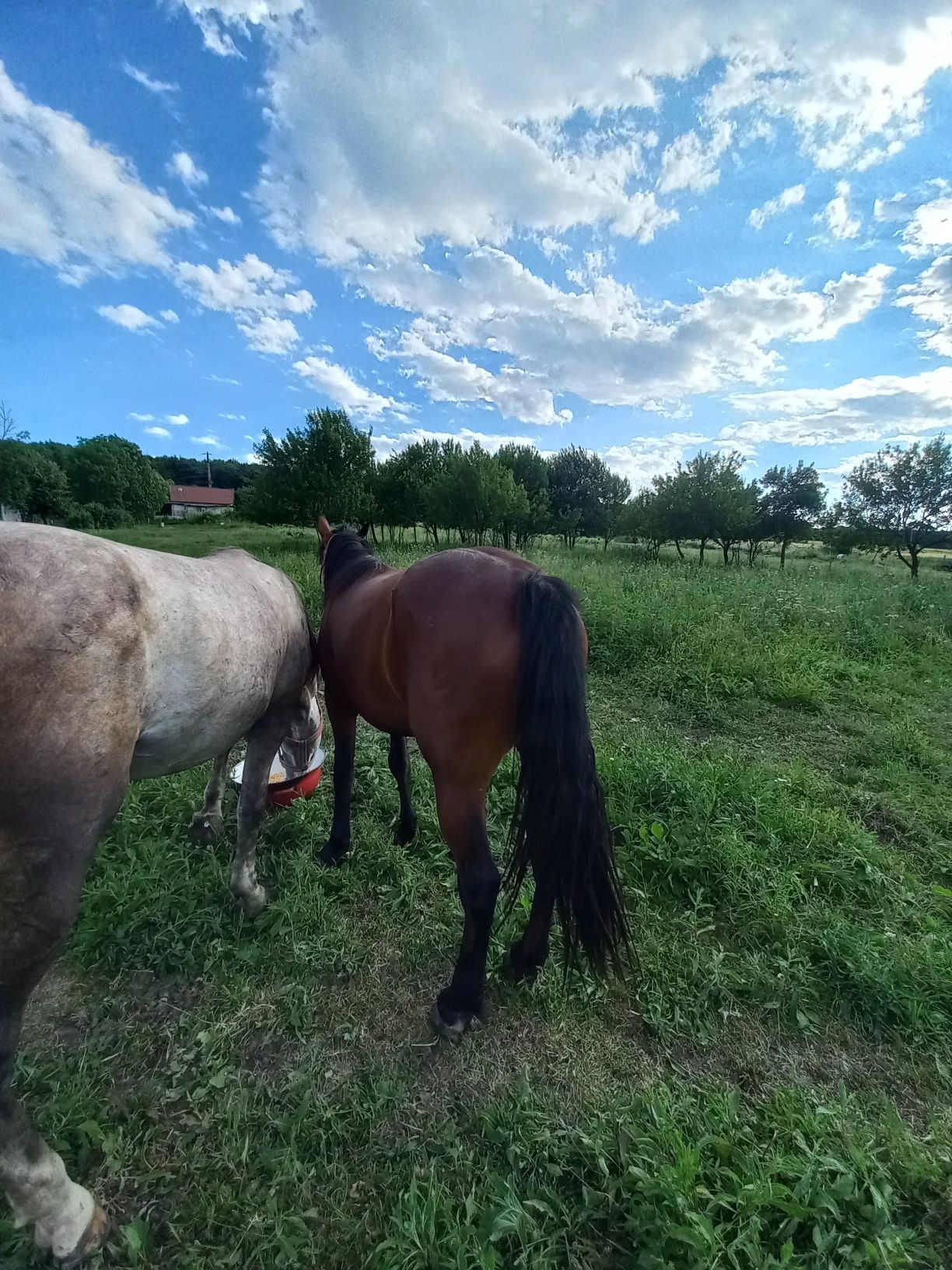 N au fost pusă la căruță niciodată
