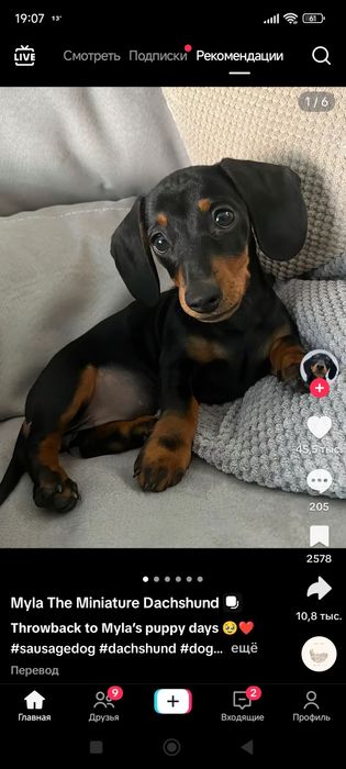 Щенки стандартной таксы,продам