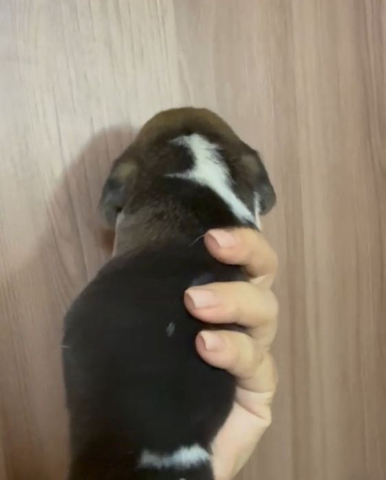 В продаже щенки Бигля