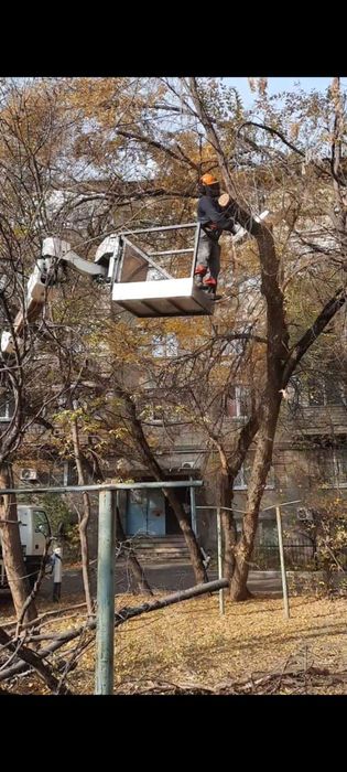 Спил деревьев Алматы и область