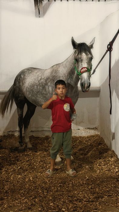 Жылкы сатылады айгыр