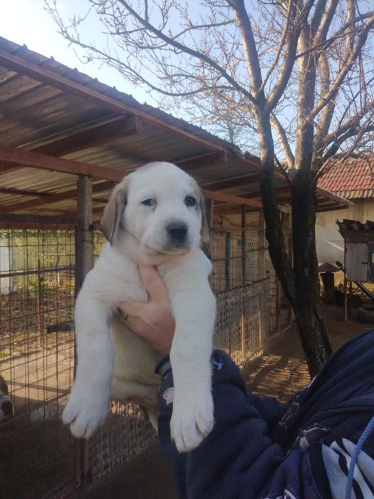 Mascul de Asia Centrala