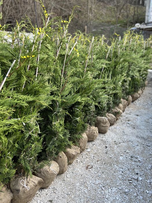 Plante ornamentale de orice soi