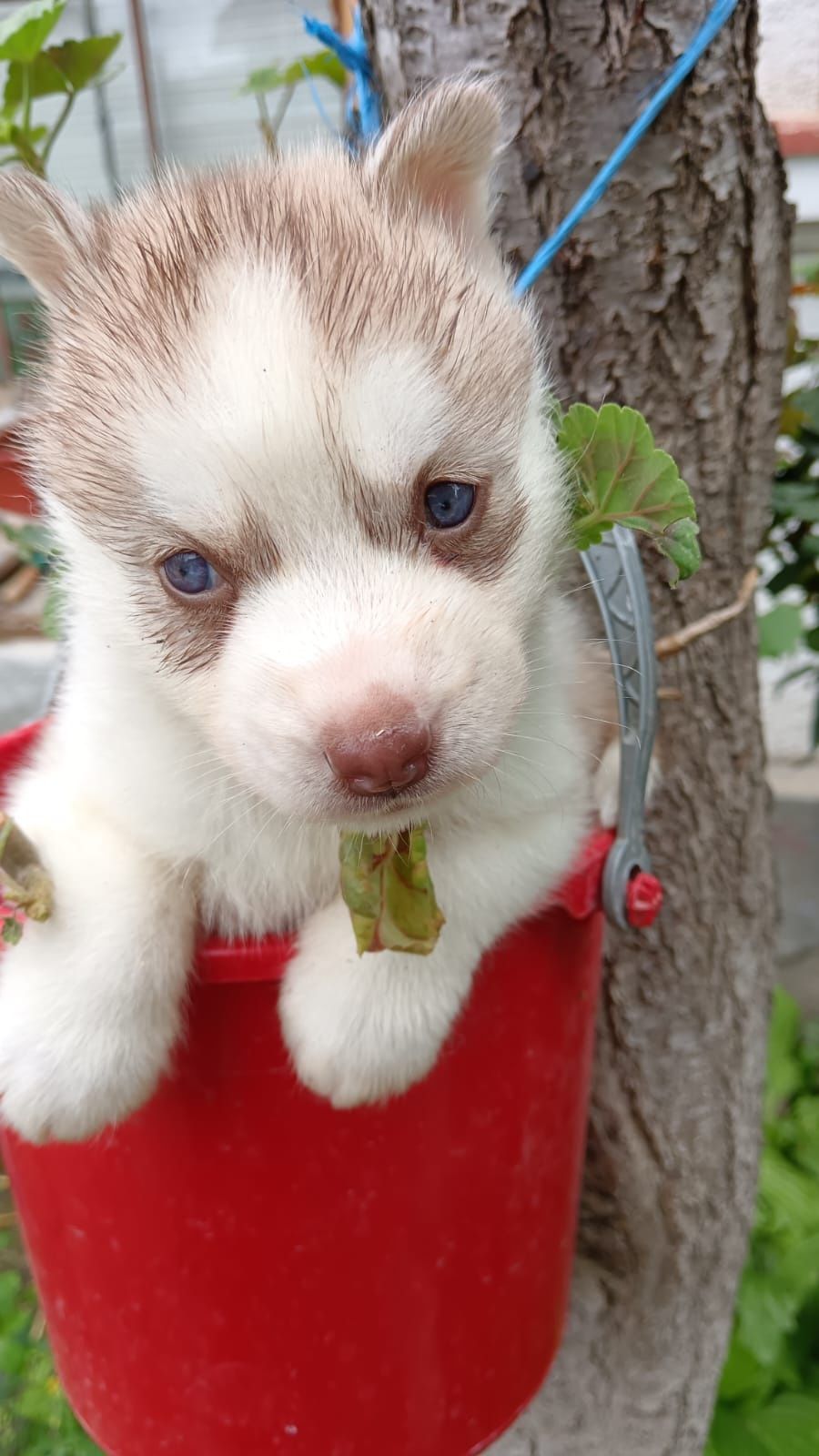 Pui husky siberian