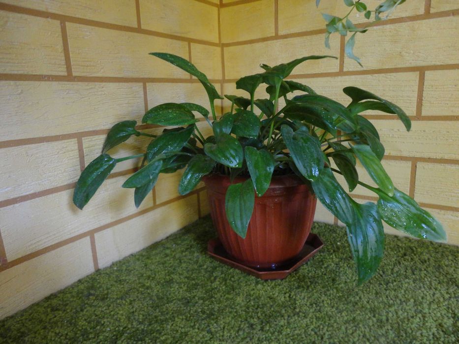 Цветок Дримиопсис