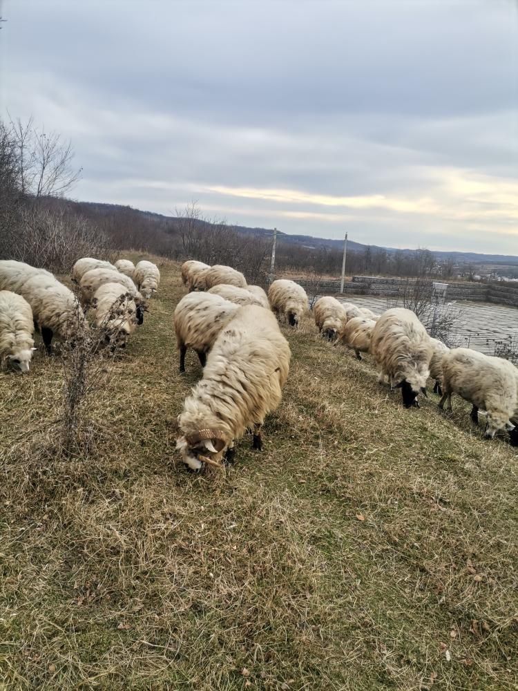 Vând oi la bucată sau la grămadă