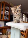 Шотландски котенца