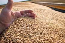 Triticale de vânzare