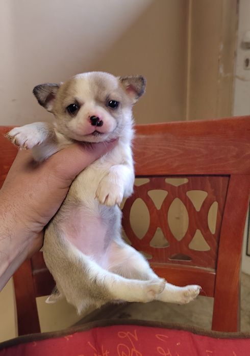 Чихуахуа мини  чихуа