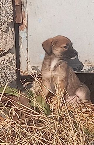 Щенки домашние, охрана.